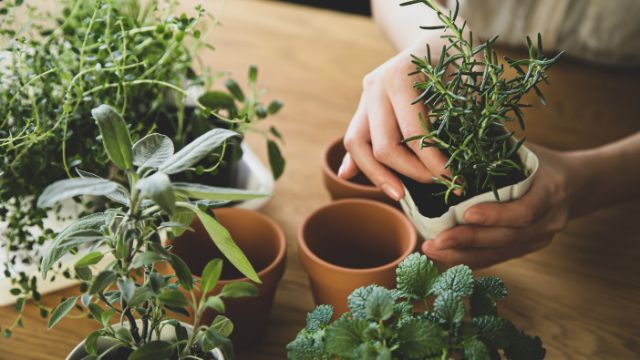How to Grow Your Own Indoor Herb Garden
